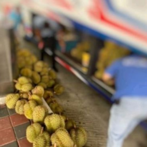 Maqis Rampas Durian Thailand Diangkut Guna Bas, Tiada Permit Import Sah