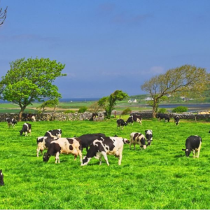 Ireland Pertimbang Musnahkan 200,000 Lembu, Langkah Atasi Pemanasan Global