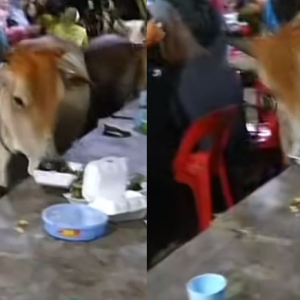 Menjerit-Jerit Tetamu Ketakutan, Lembu Serbu Majlis Kenduri Kahwin Nak Makan