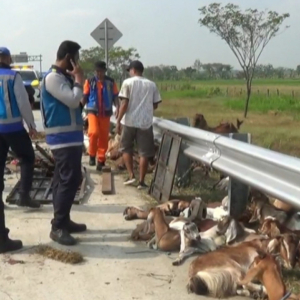 50 Kambing Korban Berguling Di Jalan Raya Lepas Lori Terbalik