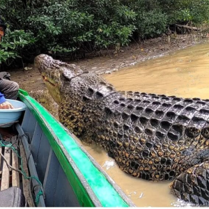 Lelaki Lebih 20 Tahun Berkawan Dengan Buaya, Anggap Macam Anak Sendiri