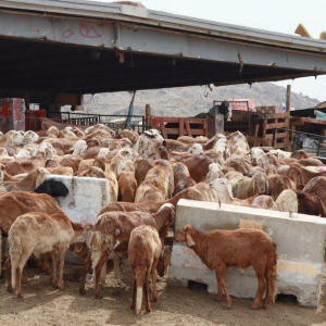 Ekonomi Suram Jejaskan Ibadah Korban Di Mesir