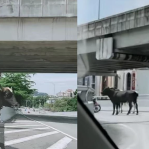 Trafik Sesak! 2 Ekor Lembu Terlepas Tengah Bandar KL, Nak Lari Daripada Kena Sembelih Ke?