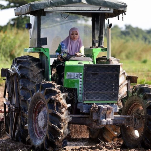 Gadis Cantik Kelantan Kental Usahakan Tanah Sawah