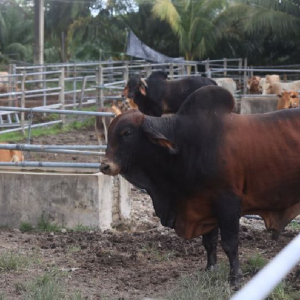 Penternak Dan Peniaga Lembu Di Kelantan Jadi ‘Orang Kaya’ Setiap Kali Aidiladha