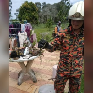 Satu Jentera Bomba Datang Tangkap Ular Halus