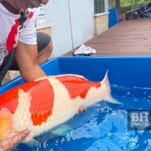 Ikan Koi Kohaku RM80,000 Seekor