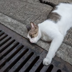 Macam Dah Nazak, 2 Lelaki Dera, Campak Kucing Dari Dalam Kereta Sampai Cedera Teruk