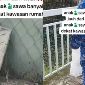 Dah Banyak Ekor Ditangkap, Tetap Sentiasa Muncul Lagi- Satu Keluarga Ketakutan Rumah Dipenuhi Anak Ular Sawa