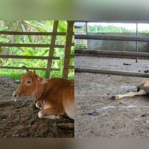 Penternak Runsing Lebih 40 Lembu Mati Keracunan Sejak Seminggu Lalu