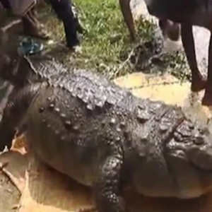 Dipaksa Makan Ayam Dan Kambing Oleh Pemuja Gila Duit, Buaya Suci Mati Sebab Terlampau Gemuk Dan Kenyang Melampau