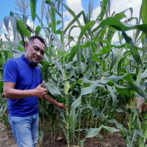 Tanam Jagung Setengah Hektar, Raih Pendapatan RM3k Sebulan