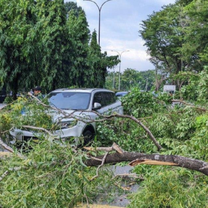 2 Cedera Ditimpa Dahan Patah