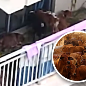 Kerja Gila, Penghuni Bela 7 Ekor Lembu Di Balkoni Flat Tingkat 5