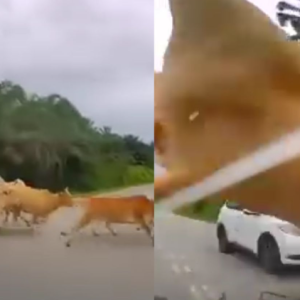 Sekawan Lembu Melintas Punca Kemalangan Dua Kereta! "Saman Pemilik Lembu, Nak Ternak Banyak-Banyak Tapi Tak Reti Jaga"