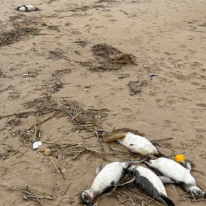 2,000 Bangkai Penguin Terdampar Di Pantai Uruguay, Punca Belum Diketahui