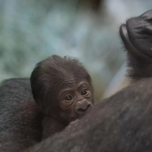 Zoo Terkejut Gorila Disangka Jantan Lahirkan Anak