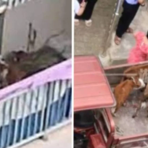 Wanita Bela 7 Anak Lembu Di Balkoni Rumah