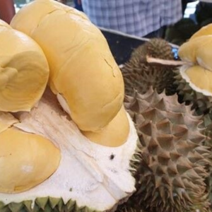 Menteri Kewangan Thailand Cadang Durian Miliki Insurans