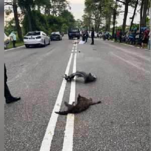 Maut Dilanggar Myvi Lepas Elak Bangkai Anjing