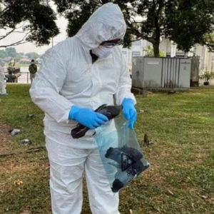 Punca Kematian Burung Merpati Di Tebingan Kuching Disiasat