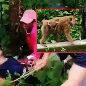 10 Monyet Berang Serang Lelaki Kencing Di Tepi Jalan