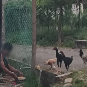 Jiran Stres Kena Hadap Bau Tahi, Warga Asing Buat Perangai Macam Negara Sendiri Siap Bina Reban Ayam Luar Rumah!