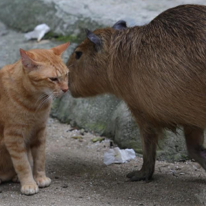 Oyen Jadi ' Bintang' Zoo Negara', 95 Peratus Datang Nak Tengok Kucing