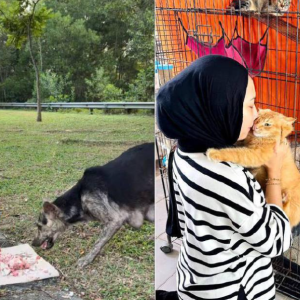 10 Tahun Kahwin Belum Hamil- Wanita Bagi Kucing Dan Anjing Jalanan Makan, Pesan Doakan Dapat Anak