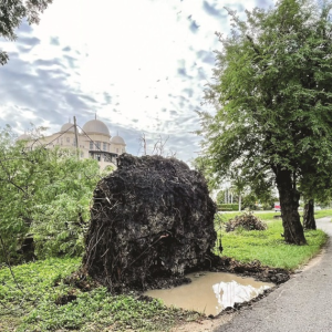 Deretan Pokok Uzur Tepi Jalan Ancam Nyawa Penduduk