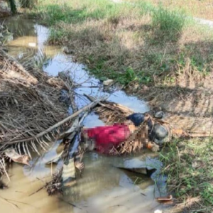 Mayat Tanpa Identiti Dalam Kebun Sawit Mungkin Mangsa Bunuh