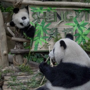 Anak Panda Shengyi, Yiyi Pulang Ke China Selasa Depan