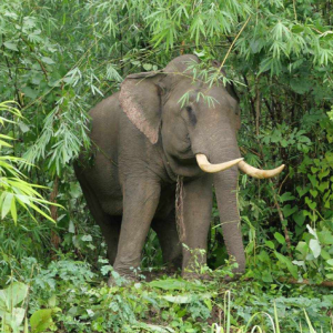 Mengamuk Kena Jual- Gajah Rodok Tuan Sendiri Guna Gading, Pijak Sampai Mati