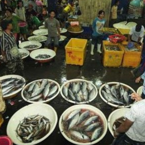 'Ikan Boleh Dimakan, Elak Kerang-Kerangan Kawasan Fenomena Air Pasang Merah'