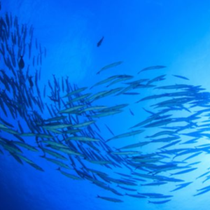 Ikan Pelagis Serang Pantai Sepanyol, 15 Cedera