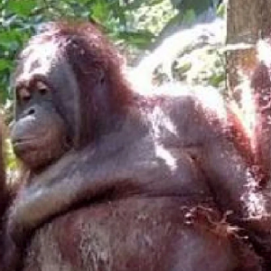 Orang Utan Dirantai Jadi Hamba Seks Masih Trauma