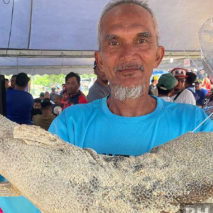 Ikan Buntal RM105,000 Seekor