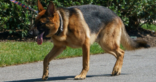 Anjing Biden Sudah 10 Kali Gigit Pegawai Di White House