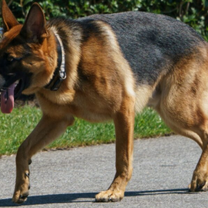 Anjing Biden Sudah 10 Kali Gigit Pegawai Di White House
