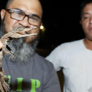 Dua Anak Buaya Sesat Masuk Rumah Dalam Tempoh Seminggu