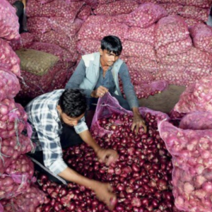 Harga Bawang India Naik Sehingga AS$800 Setan