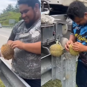 Pemandu Lori Bertuah Makan Musang King Percuma Tepi Lebuh Raya