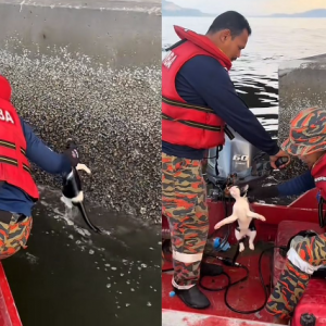 Abang Bomba Selamatkan Kucing Jatuh Jambatan Penang