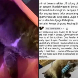 Lelaki Buat Laporan Polis, Dituduh Beri Kucing Ubat Tidur Demi Kutip Dana