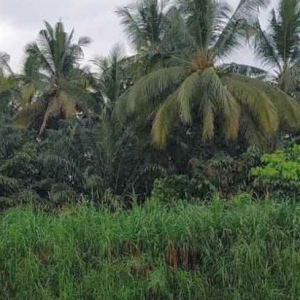 Jumpa Mayat Dibaluti Selimut Dalam Kebun Sawit Di Pulau Pinang