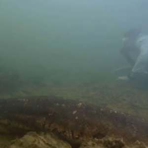 [VIDEO] Saintis Berenang Bersama Ular Terbesar Di Dunia Di Sungai Amazon