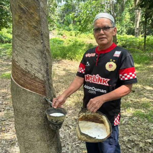 Harga Getah Sekerap Naik RM4 Sekilogram Beri Sedikit Kegembiraan Kepada Pekebun Kecil