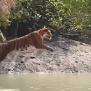 Rakaman Video Harimau Melompat 6 Meter Seberang Sungai Menjadi Tular