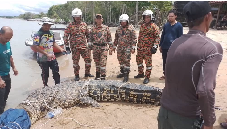 Nelayan Pantai Siring tangkap buaya tembaga 500kg