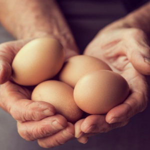 Telur penuh khasiat, elok dimakan sebiji hingga dua biji sehari - Public Health Malaysia